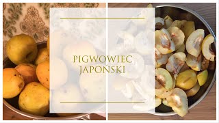 NALEWKA Z GÓRNEJ PÓŁKI z pigwowca japońskiego [upl. by Colver]