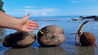 The Life Cycle of Coconuts From Coconut to Tree and Back Again [upl. by Nadean]