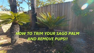 CYCAS REVOLUTA SAGO PALM HOW TO TRIM A SAGO PALM amp REMOVE PUPS [upl. by Sonya]