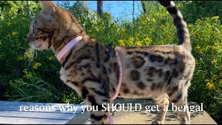 What having a Bengal Cat is like [upl. by Mendelsohn]