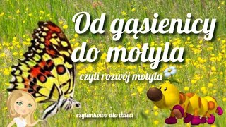 Od gąsienicy do motyla  rozwój motyla [upl. by Friedly]