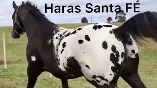 Incredible Appaloosa Horses From Haras Santa Fe [upl. by Evyn]