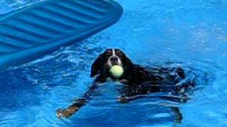 Bernese Mountain Dog Swims [upl. by Lamb]