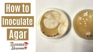 How to Inoculate Agar [upl. by Kinnie]