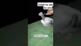 pigeon birds love sad shayari new 2024 trending reshipigeonsclub kabutarkhareeda [upl. by Douglass]