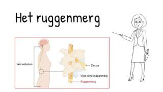 Regeling  het ruggenmerg [upl. by Oenire]