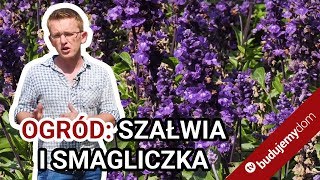 Szałwia omączona i smagliczka nadmorska  kwiaty w ogrodzie od maja do października [upl. by Alleinad]