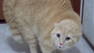 WARNING EXTREMELY FUNNY CAT VIDEOS  Funny cat compilation [upl. by Killian]