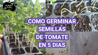 🍅 MUY FÁCIL TOMATERAS EN 5 DÍAS  3 MÉTODOS MUY EFICACES PARA GERMINAR SEMILLAS DE TOMATE [upl. by Rutan265]