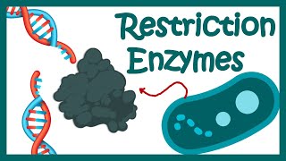 Restriction enzymes  Restriction endonuclease  How does the restriction enzymes work [upl. by Harmony]