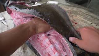 How to Fillet Cobia  Clean Cobia the EASY WAY [upl. by Snell687]