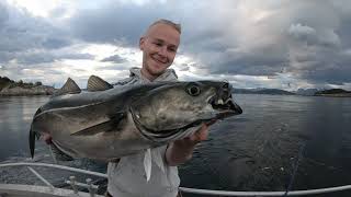 Coalfish Madness in Saltstraumen Norway [upl. by Weitman]