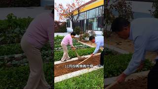 I changed to adding organic fertilizer to overwintering vegetables MySmallVegetableGarden garden [upl. by Forward655]