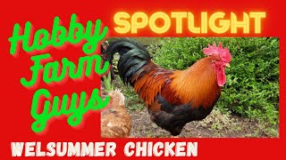 HFG Farm Animal Spotlight Welsummer Chicken [upl. by Nodmac]