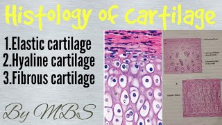 histology of cartilage [upl. by Armelda]