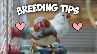 How to Breed Zebra Finches Step by Step [upl. by Leviralc594]