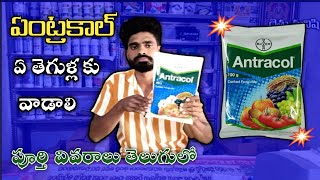 Bayer Antracol Contact Fungicide use in teluguPropineb 70wpZink Difenceny ControlRythu Manishi [upl. by Darken]