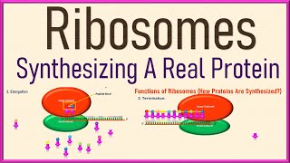 Ribosomes Cell Biology  Structure and Function  Protein Synthesis 3d Animation [upl. by Aynotel]