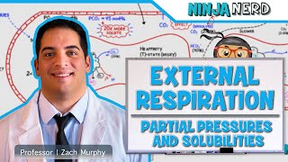 Respiratory  External Respiration Partial Pressures amp Solubilities [upl. by Nadual284]