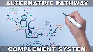 Alternative Pathway of Complement System [upl. by Ris]