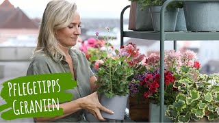 Pflege Geranien  Tipps für den Balkon mit Geranien Pelargonien  Balkonpflanzen pflegen [upl. by Aryamoy]