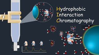 Hydrophobic interaction chromatography  HIC  Application of HIC [upl. by Nerat]