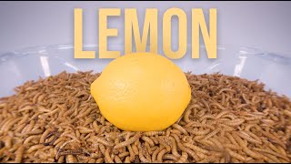 10 000 Mealworms vs LEMON [upl. by Elokin]