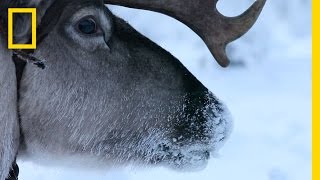 Hitch a Ride with Reindeer Herders  National Geographic [upl. by Lezned]