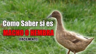 👉 Como Saber Si Un PATO Es Macho o Hembra Fácilmente [upl. by Helprin706]