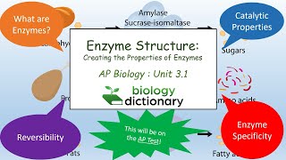 Enzyme Structure Creating the Properties of Enzymes  AP Biology 31 [upl. by Nieberg]