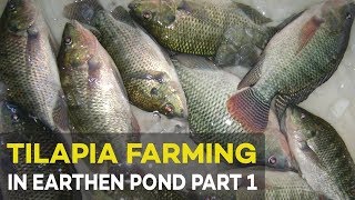 Tilapia Farming Pond Preparation and Management  Agribusiness Tilapia Farming Part 1 [upl. by Aloisia]