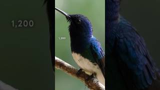 Why Hummingbirds Eat Half Their Weight Daily [upl. by Enayr]