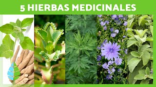 5 PLANTAS MEDICINALES y Para Qué Sirven 🌿✅ Beneficios y Propiedades Medicinales [upl. by Yrocaj762]