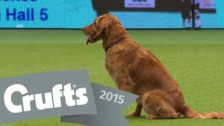 Obedience Winners  Crufts 2015 [upl. by Atika14]