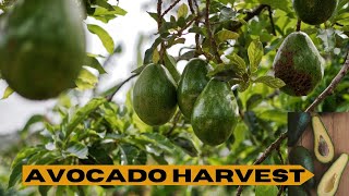 AVOCADO HARVEST Epic Fail Overview [upl. by Enyt799]