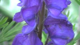 Aconitum napellus monkshood a poisonous beauty [upl. by Neehcas]