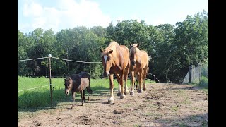 Paddock Paradise Horse Track System [upl. by Caritta]