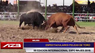 Pelea de toros en el campo ferial de la Expo Majes 2016 [upl. by Nyrad]