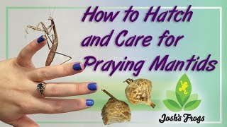 How to Hatch and Care for Praying Mantids [upl. by Eema]