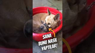 Bu kötülüğü sana nasıl yaptılar köpekler köpek [upl. by Sackman]