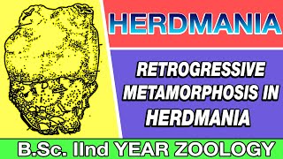 Retrogressive Metamorphosis in HERDMANIA in Hindi 2020  Urochordata  BSc 2ND YEAR ZOOLOGY [upl. by Itsud]