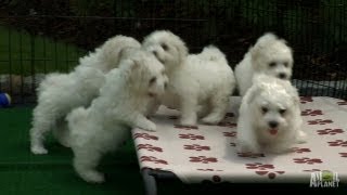 Fluffy White Pups  Too Cute [upl. by Tally461]