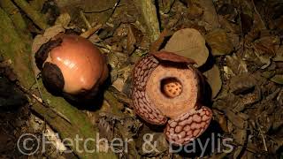 Timelapse Rafflesia flowers bloom and die over ten days Malaysia 51180uhd [upl. by Vine]