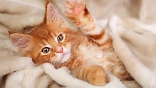 24 Hours Relaxing Music for Cats  Music to Relax Cats Stress Relief Peaceful Piano Music😽 [upl. by Feingold12]