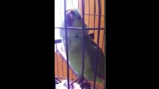 Crazy Parrot Perfectly Imitates Crying Baby [upl. by Ojok912]