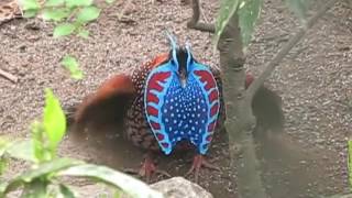 Temmincks Tragopan Display [upl. by Navanod]