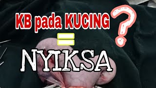 JANGAN KB KUCING ANDA [upl. by Annatnas]