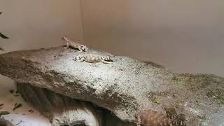 Mini uromastyx thomasi so quickly [upl. by Curry]