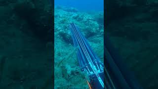 Dentex extremely long shot spearfishing [upl. by Iden578]