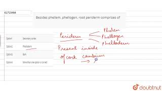 Besides phellem phellogen root periderm comprises of [upl. by Victorine]